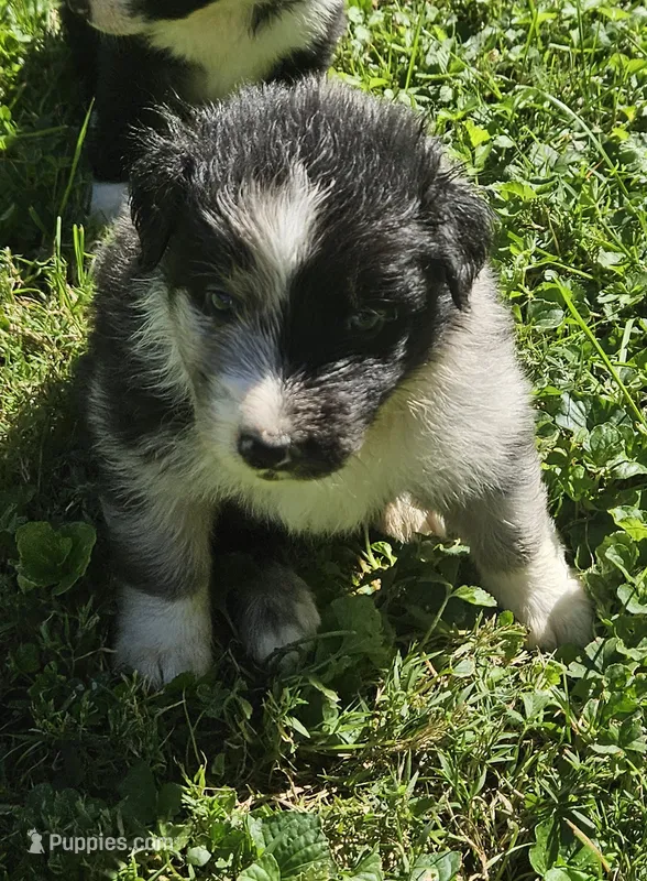 Stephen – Australian Shepherd puppy for sale in Clarksville, VA