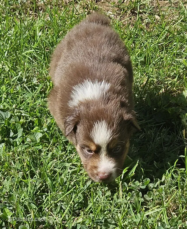 Quincy – Australian Shepherd puppy for sale in Clarksville, VA