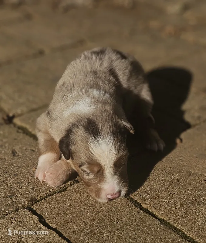 Robin – Australian Shepherd puppy for sale in Clarksville, VA