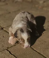 Robin, a female Australian Shepherd for sale in Clarksville, VA – 1 of 5