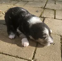 Stephen, a male Australian Shepherd for sale in Clarksville, VA – 2 of 5