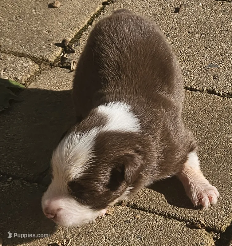 Alan – Australian Shepherd puppy for sale in Clarksville, VA