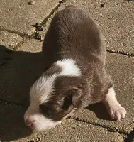 Alan, a male Australian Shepherd for sale in Clarksville, VA – 1 of 5