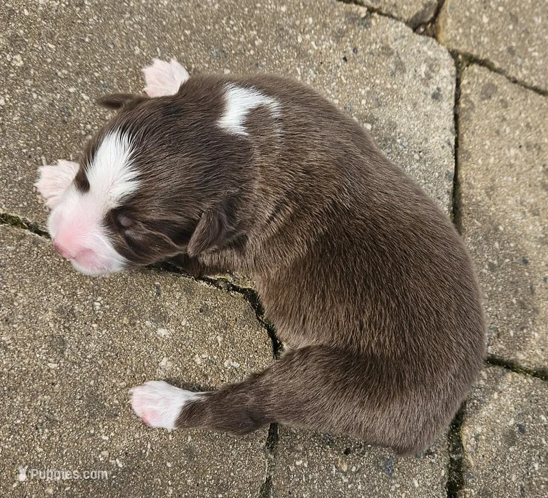 Carey – Australian Shepherd puppy for sale in Clarksville, VA