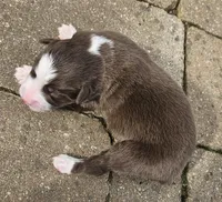 Carey, a female Australian Shepherd for sale in Clarksville, VA – Photo 1 of 3