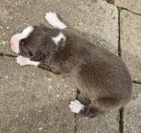 Carey, a female Australian Shepherd for sale in Clarksville, VA – Photo 2 of 3