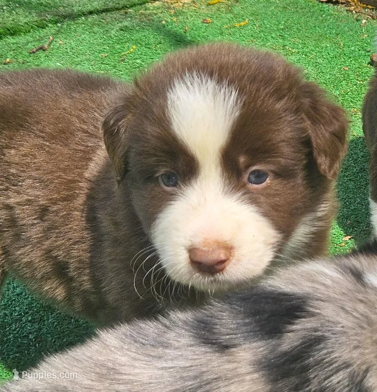 Carey – Australian Shepherd puppy for sale in Clarksville, VA