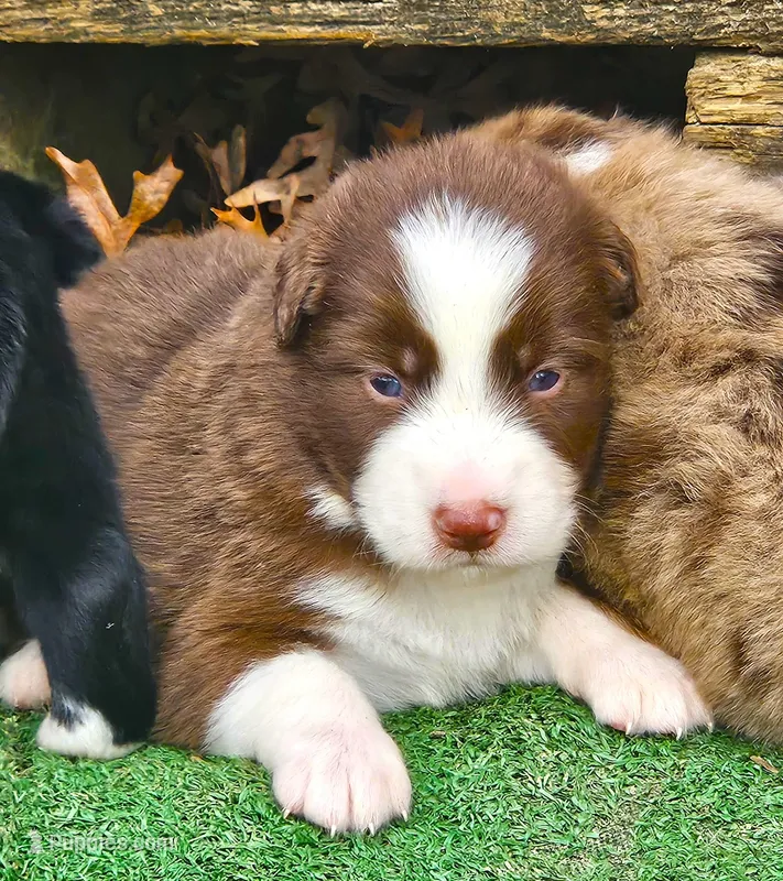 Carey – Australian Shepherd puppy for sale in Clarksville, VA