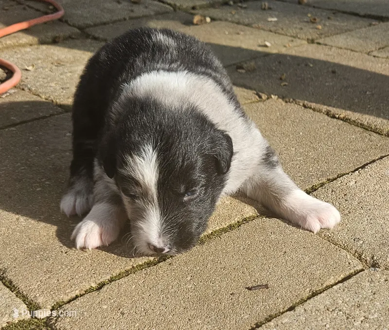 Stephen – Australian Shepherd puppy for sale in Clarksville, VA