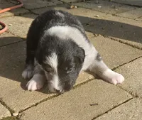 Stephen, a male Australian Shepherd for sale in Clarksville, VA – 1 of 5