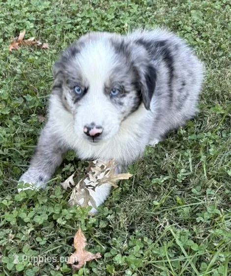 Theo – Australian Shepherd puppy for sale in Clarksville, VA