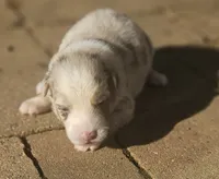 Taylor, a female Australian Shepherd for sale in Clarksville, VA – 7 of 7
