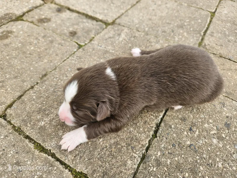 Ginger – Australian Shepherd puppy for sale in Clarksville, VA