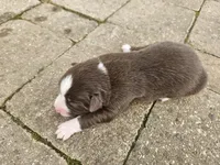 Ginger, a female Australian Shepherd for sale in Clarksville, VA – Photo 1 of 3