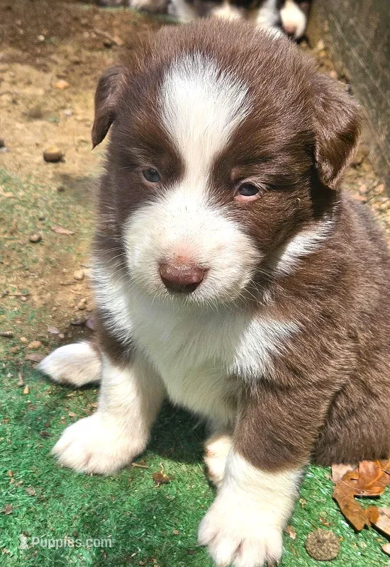 Ginger – Australian Shepherd puppy for sale in Clarksville, VA