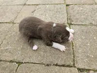 Ginger, a female Australian Shepherd for sale in Clarksville, VA – Photo 2 of 3
