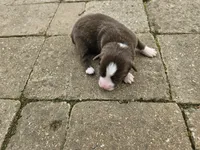 Ginger, a female Australian Shepherd for sale in Clarksville, VA – Photo 3 of 3