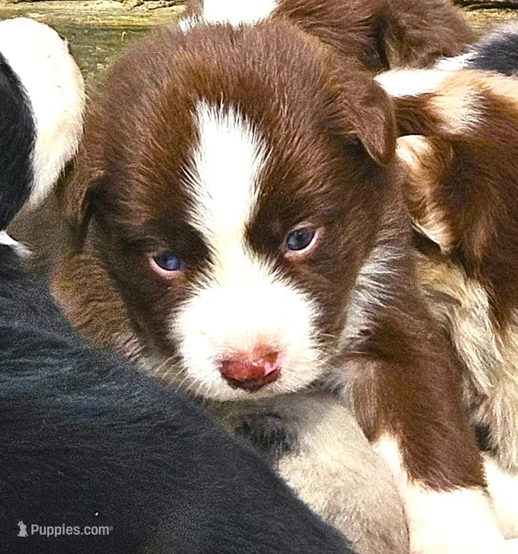 Ginger – Australian Shepherd puppy for sale in Clarksville, VA