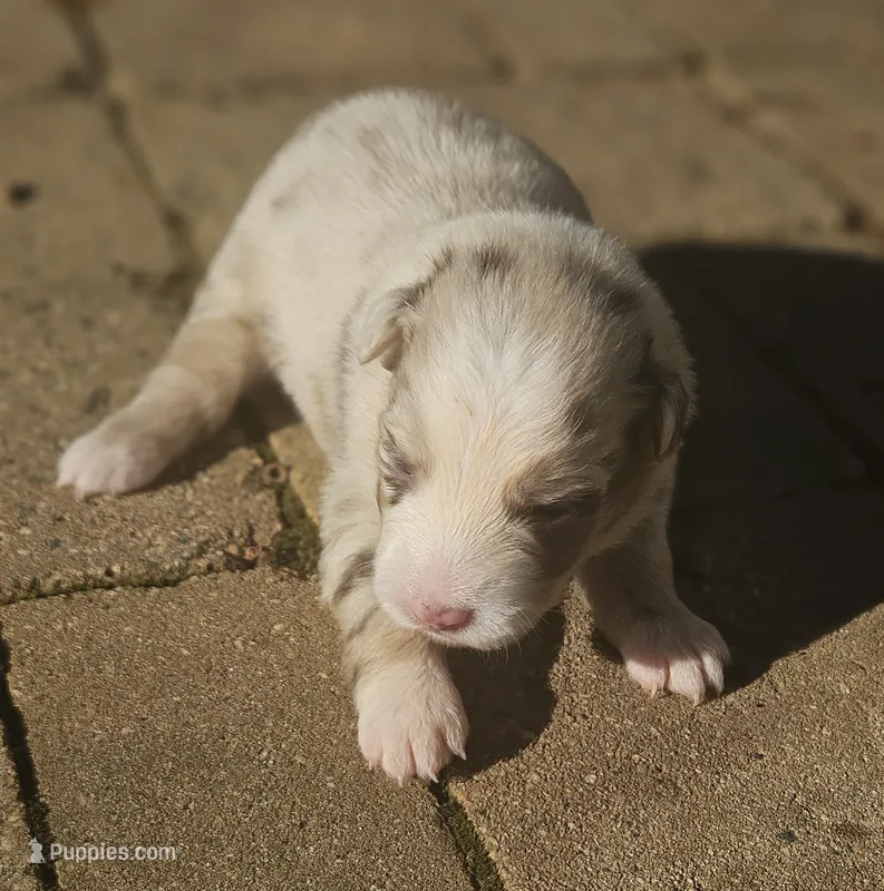Taylor – Australian Shepherd puppy for sale in Clarksville, VA
