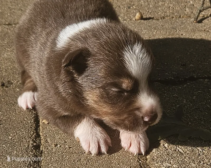 Quincy – Australian Shepherd puppy for sale in Clarksville, VA