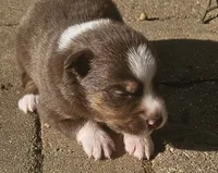 Quincy, a male Australian Shepherd for sale in Clarksville, VA – 1 of 5