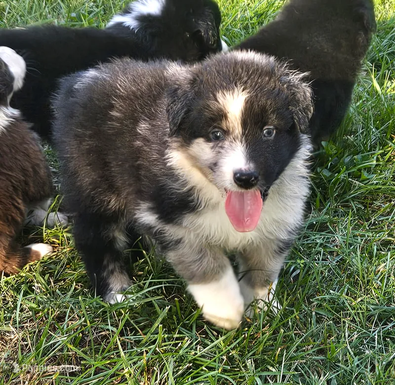Stephen – Australian Shepherd puppy for sale in Clarksville, VA