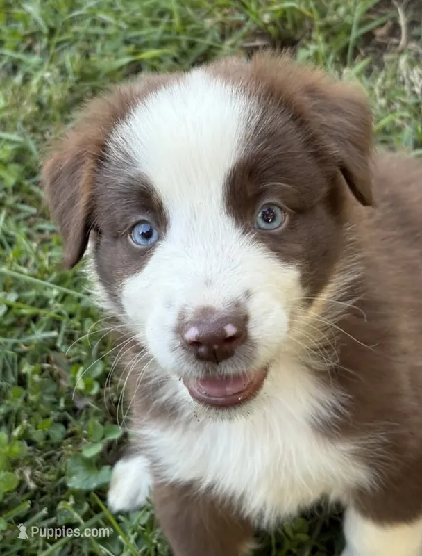 Alan – Australian Shepherd puppy for sale in Clarksville, VA