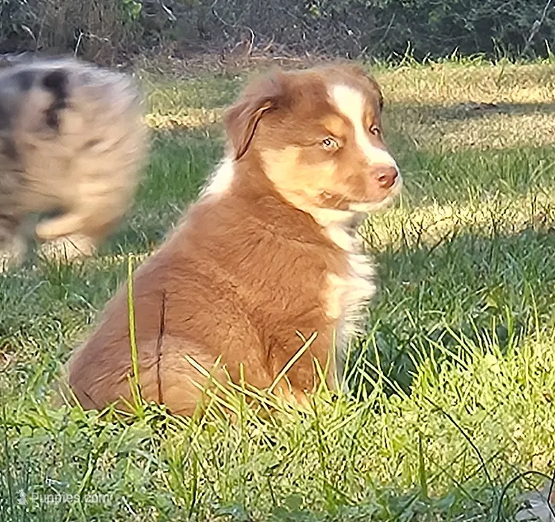 Quincy – Australian Shepherd puppy for sale in Clarksville, VA