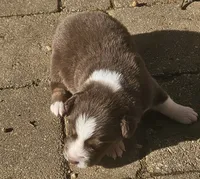 Quincy, a male Australian Shepherd for sale in Clarksville, VA – 3 of 5