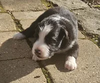 Fitzy, a male Australian Shepherd for sale in Clarksville, VA – 2 of 6