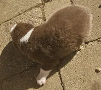 Quincy, a male Australian Shepherd for sale in Clarksville, VA – 4 of 5