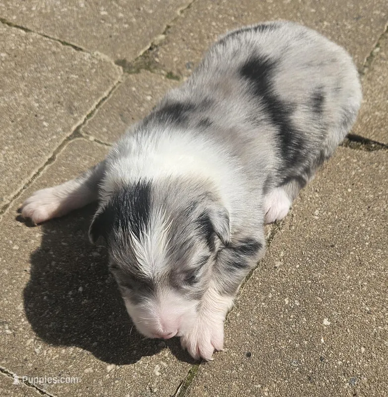 Starr – Australian Shepherd puppy for sale in Clarksville, VA