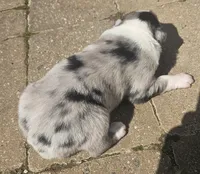 Starr, a male Australian Shepherd for sale in Clarksville, VA – Photo 2 of 4
