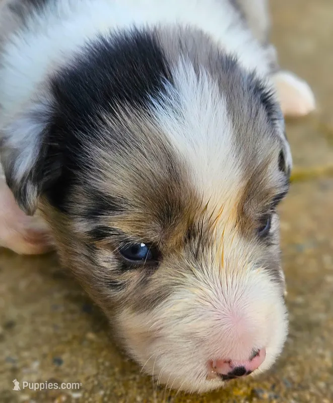 Starr – Australian Shepherd puppy for sale in Clarksville, VA
