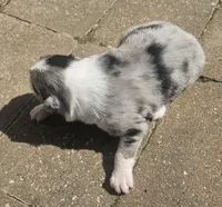 Starr, a male Australian Shepherd for sale in Clarksville, VA – Photo 3 of 4