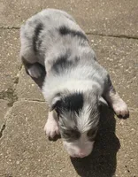 Starr, a male Australian Shepherd for sale in Clarksville, VA – Photo 4 of 4