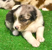 Moon, a male Australian Shepherd for sale in Clarksville, VA – 2 of 6