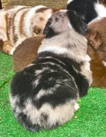 Moon, a male Australian Shepherd for sale in Clarksville, VA – 3 of 6