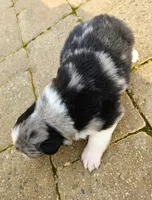 Moon, a male Australian Shepherd for sale in Clarksville, VA – 5 of 6