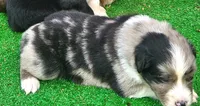 Moon, a male Australian Shepherd for sale in Clarksville, VA – 4 of 6