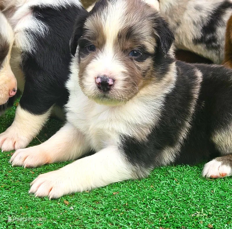 Moon – Australian Shepherd puppy for sale in Clarksville, VA