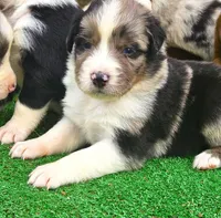 Moon, a male Australian Shepherd for sale in Clarksville, VA – 1 of 6