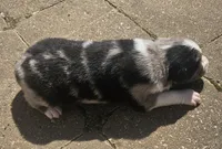 Moon, a male Australian Shepherd for sale in Clarksville, VA – Photo 2 of 3