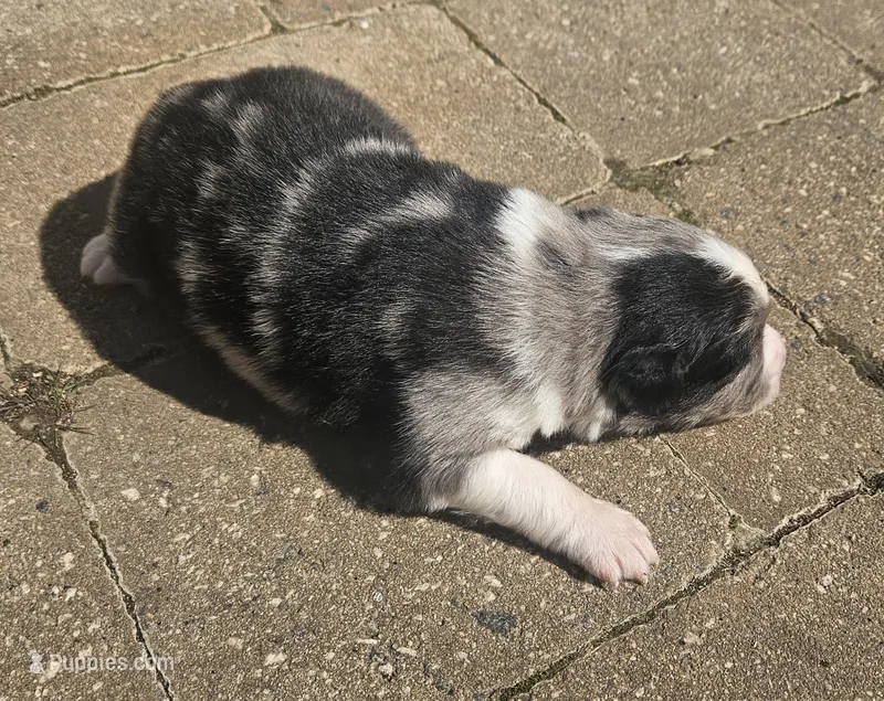 Moon – Australian Shepherd puppy for sale in Clarksville, VA