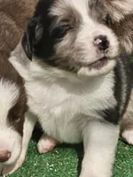 Moon, a male Australian Shepherd for sale in Clarksville, VA – 6 of 6