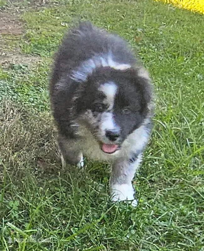 Stephen – Australian Shepherd puppy for sale in Clarksville, VA