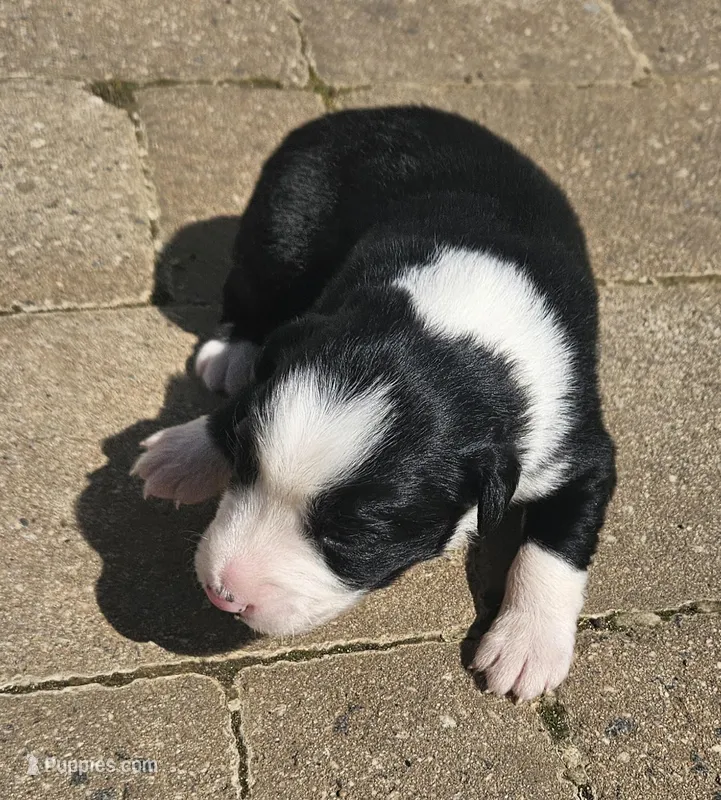 Bonham – Australian Shepherd puppy for sale in Clarksville, VA