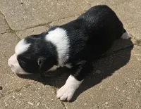 Bonham, a male Australian Shepherd for sale in Clarksville, VA – Photo 2 of 4