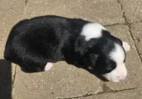 Bonham, a male Australian Shepherd for sale in Clarksville, VA – Photo 3 of 4