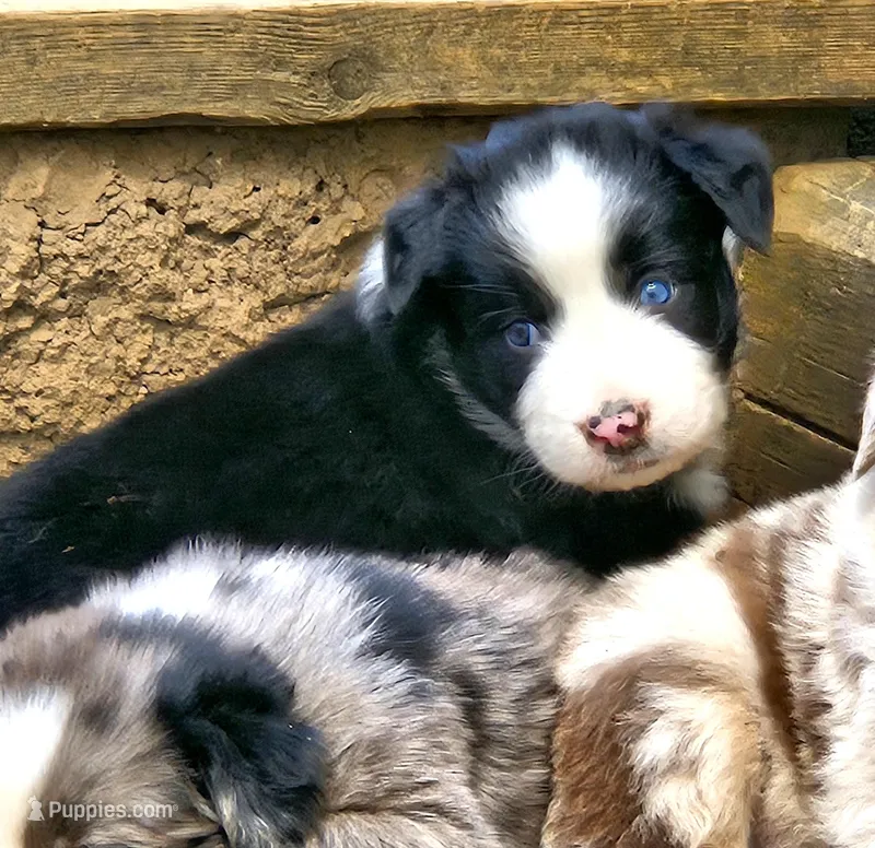 Bonham – Australian Shepherd puppy for sale in Clarksville, VA